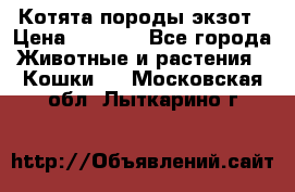 Котята породы экзот › Цена ­ 7 000 - Все города Животные и растения » Кошки   . Московская обл.,Лыткарино г.